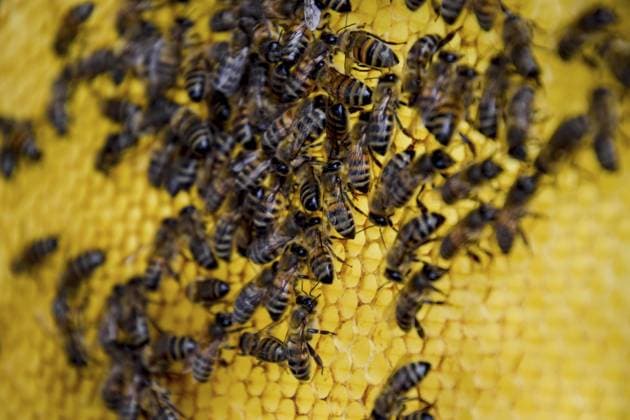 Roybienen auf Wachskämmen. Bienenwabe, Planke mit Wabe aus dem Bienenstock. Honigbiene. Honigbienen auf dem heimischen Bienenhaus. Die technologische Züchtung von Honigbienen Roy bees on wax combs. Bee honeycomb, Plank with honeycomb from the hive. Honey bee. Honey bees on the home apiary. The technology breeding of honey bees Copyright: imageBROKER LeonidxEremeychuk ibller16590101.jpg