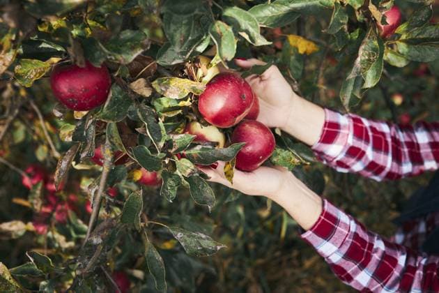 Frau pflückt reife Äpfel auf dem Bauernhof. Landwirt schnappt Äpfel vom Baum im Obstgarten. Frische, gesunde Früchte, die in der Herbstsaison gepflückt werden können. Landwirtschaftliche Industrie. Erntezeit auf dem Land Woman picking ripe apples on farm. Farmer grabbing apples from tree in orchard. Fresh healthy fruits ready to pick on fall season. Agricultural industry. Harvest time in countryside Copyright: imageBROKER PrzemekxKlos ibxiqx16934329.jpg ,model released, Symbolfoto ,property released