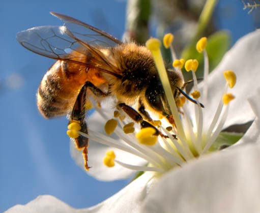 March 26, 2026, Elkton, Oregon, USA: On a sunny spring afternoon, a honey bee forages on a plum blossom in an orchard near Elkton in rural southwestern Oregon. In spring, worker bees can visit thousands of flowers in a single day as colonies rapidly expand and rely on blooms like these for nectar and pollen. Elkton USA  - ZUMAl31_ 20260326_zaf_l31_001 Copyright: xRobinxLoznakx