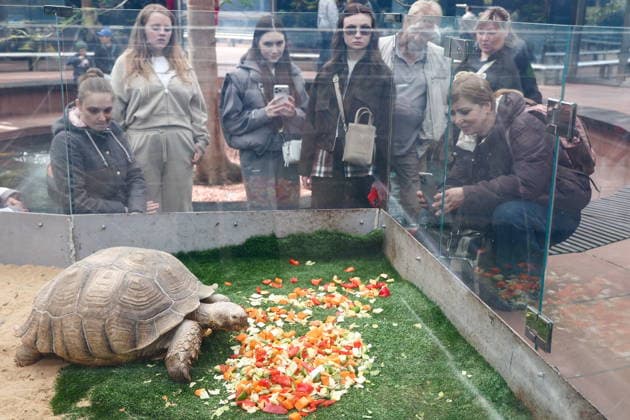 RUSSIA, KRASNODAR - MARCH 27, 2026: People watch a turtle in Krasnodar Park Krasnodar Russia  - ZUMAt113 20260327_zaa_t113_300 Copyright: xYegorxAleyevx