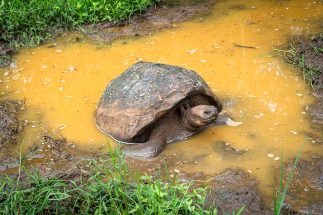 Galapagos-Riesenschildkröte in den Feuchtgebieten der Insel Santa Cruz, Ecuador A Galapagos giant tortoise rests in the wetlands of Santa Cruz Island, Ecuador (License=RF) Copyright: xZoonar.com LaurentxDavoustx 24826458