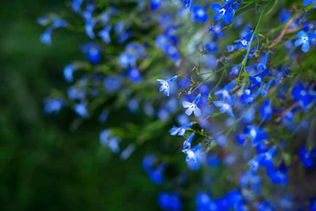Leuchtend blaue Blüten der Lobelia erinus blühen in einem Sommergarten vor einem verschwommenen grünen Hintergrund. Konzept für Gartenarbeit und Blumendekoration. Leuchtend blaue Blüten der Lobelia erinus blühen in einem Sommergarten vor einem verschwommenen grünen Hintergrund. Konzept für Gartenarbeit und Blumendekoration. (License=RF) Copyright: xZoonar.com SvetlanaxKhutornaiax 24827312