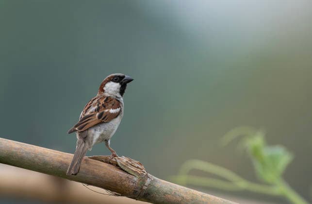 Ein Haussperling (Passer domesticus). Ein Haussperling (Passer domesticus). (License=RF) Copyright: xZoonar.com MojahidxMottakinx 24827490