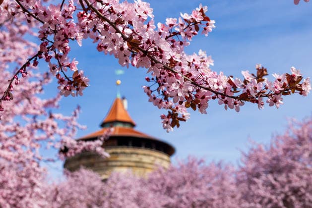 Kirschblütenzeit in Nürnberg, 28.03.2026 Kirschblütenzeit in Nürnberg an einem sonnigen Frühlingstag. Blühende Kirschbäume stehen im Vordergrund, im Hintergrund ist teilweise der Laufer Torturm zu sehen. Nürnberg Bayern Deutschland *** Cherry blossom time in Nuremberg, 28 03 2026 Cherry blossom time in Nuremberg on a sunny spring day Blossoming cherry trees are in the foreground, the Lauf gate tower can be partially seen in the background Nuremberg Bavaria Germany 20260328-286A1944-M4000