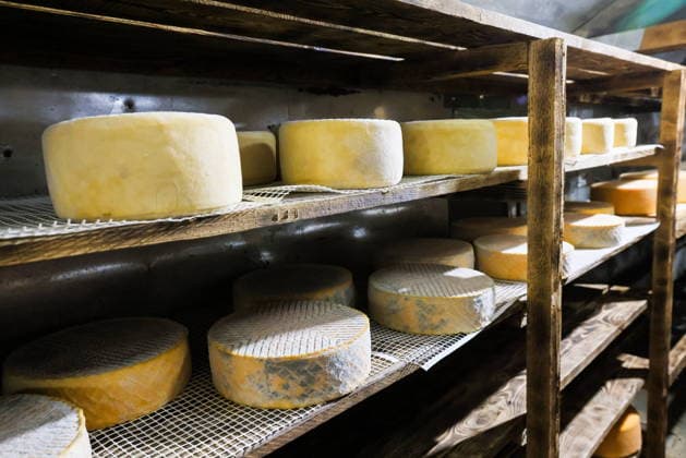 RUSSIA, REPUBLIC OF CRIMEA - MARCH 28, 2026: Wheels of cheese made from Swiss Brown milk age in a cellar at the Nyusya cheese farm Russia  - ZUMAt113 20260328_zaa_t113_280 Copyright: xMaximxChurusovx