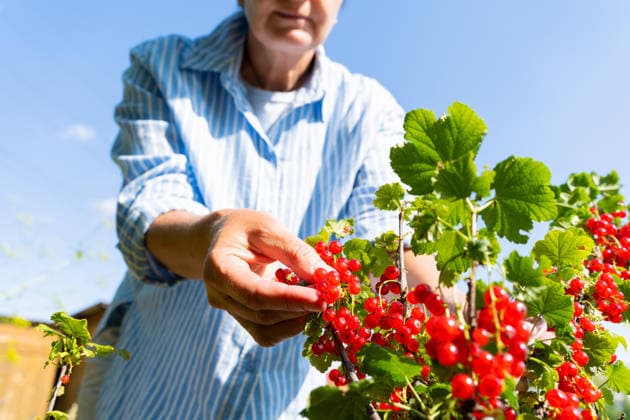 Eine ältere Frau pflückt rote Johannisbeeren in einem sonnendurchfluteten Garten Elderly female harvesting red currants in sunlit garden. (License=RF) ,model released, Symbolfoto Copyright: xZoonar.com NataliaxXimichx 24833851 ,model released, Symbolfoto ,property released