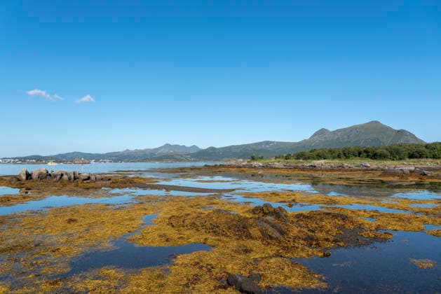 Küstenlandschaft mit freigelegten Algenflächen und Bergpanorama im Hintergrund, Gravdal, Lofoten, Norwegen, Europa Küstenlandschaft mit freigelegten Algenflächen und Bergpanorama im Hintergrund, Gravdal, Lofoten, Norwegen, Europa (License=RF) Copyright: xZoonar.com JürgenxWackenhutx 24843440