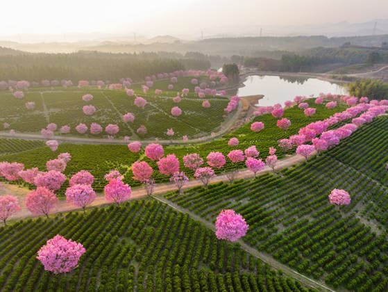 CHANGZHOU, CHINA - MARCH 29: Aerial view of blooming cherry blossoms at a tea garden on March 29, 2026 in Changzhou, Jiangsu Province of China.  Copyright: xVCGx 111631465074