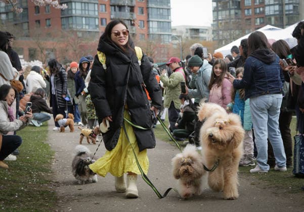 (260330) -- VANCOUVER, March 30, 2026 -- A woman walks her dogs at a pet parade during the Vancouver Cherry Blossom Festival in Vancouver, British Columbia, Canada, on March 29, 2026. (Photo by Xinhua) CANADA-VANCOUVER-PET PARADE LiangxSen 