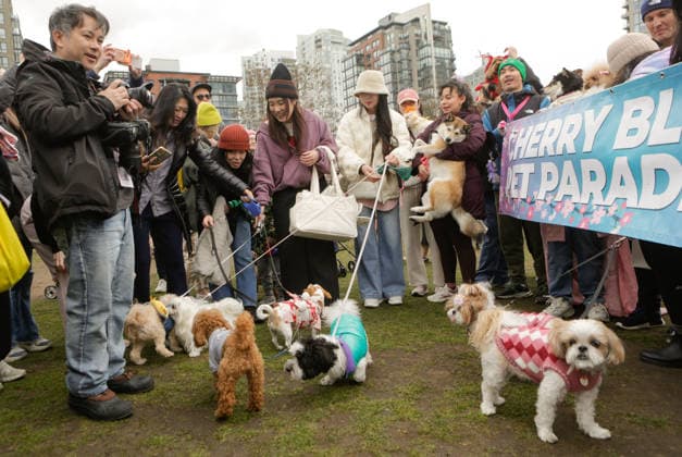 (260330) -- VANCOUVER, March 30, 2026 -- People and their dogs in costumes take part in a pet parade during the Vancouver Cherry Blossom Festival in Vancouver, British Columbia, Canada, on March 29, 2026. (Photo by Xinhua) CANADA-VANCOUVER-PET PARADE LiangxSen 