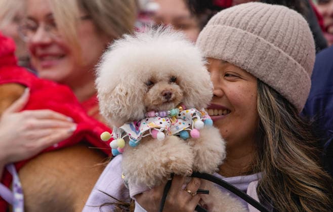 (260330) -- VANCOUVER, March 30, 2026 -- A woman holds her dog in costume at a pet parade during the Vancouver Cherry Blossom Festival in Vancouver, British Columbia, Canada, on March 29, 2026. (Photo by Xinhua) CANADA-VANCOUVER-PET PARADE LiangxSen 