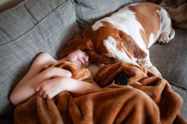 Child cuddling basset hound under blanket on cozy couch Grimes, Iowa, United States CR_LIPF260328-1988016-01 ,model released, Symbolfoto