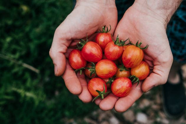 Overhead view of faceless man holding freshly picked cherry tomatoes Sioux Falls, South Dakota, United States CR_ASWE260328-1988598-01 ,model released, Symbolfoto