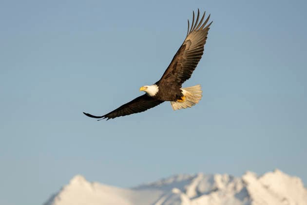 Bald eagle soaring over Snow Covered Kenai Mountains, Alaska United States, Alaska, Homer CR_MQJA260328B-1989439-01
