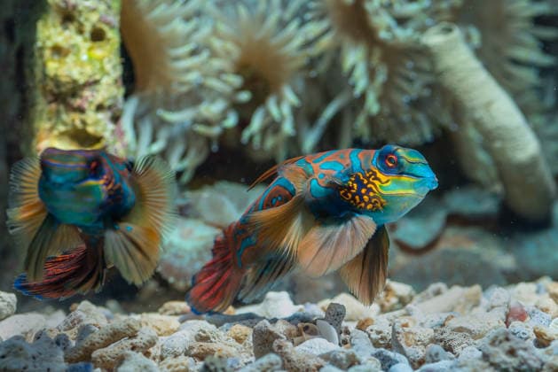 Marine fishes with beautiful colors Jakarta, Jakarta, Indonesia R_DIOE201107-559764-01