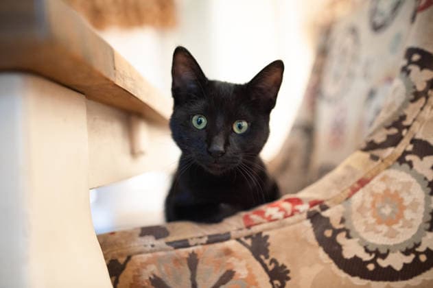 Cute black cat with green eyes sitting on chair Grimes, Iowa, United States R_LIPF260328-1988020-01