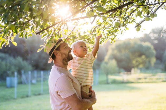 Portrait of little boy and father picking apples from apple tree. Portrait of little boy and father picking apples from apple tree during warm summer day. model released