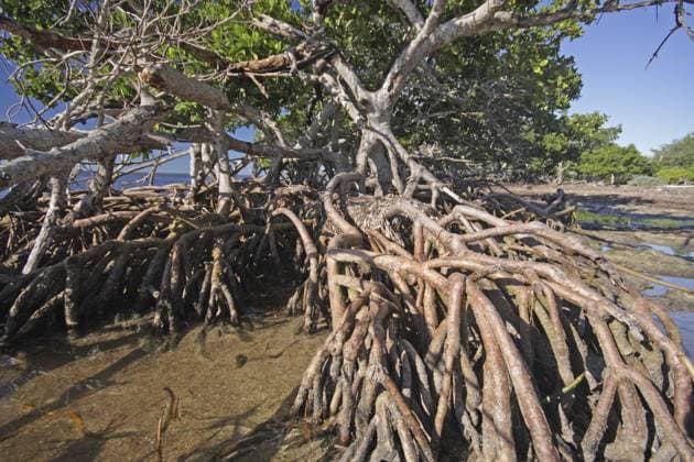 Wurzelgeflecht der Roter Mangrove (Rhizophora mangle), Strand, Küste, Wurzel, Busch, Sanibel Island, Florida, USA Root network of the Red mangrove (Rhizophora mangle), beach, coast, root, bush, Sanibel Island, Florida, USA Copyright: imageBROKER GeraldxAbele iblgda17196262.jpg