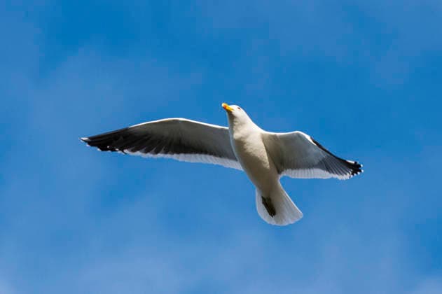 Dominikanermoewe, Dominikaner-Moewe, antipodus (Larus dominicanus antipodus, Larus antipodus), im Flug, Falkland-Inseln, Pebble Island Kelp gull, Southern black-backed gull, Dominican gull (Larus dominicanus antipodus, Larus antipodus), in flight, Falkland Islands, Pebble Island BLWS745269 *** Dominican meow, Dominicans Moewe, antipode Larus dominicanus antipodus, Larus antipode , at Flight, Falkland Islands, Pebble Iceland Kelp gull, Southern Black Backed gull, Dominican GULL Larus dominicanus antipodus, Larus antipode , in flight, Falkland Iceland, Pebble Iceland BLWS745269 Copyright: xblickwinkel AGAMI S.xPitamitzx