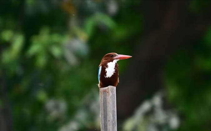 March 31, 2026, Prayagraj, Uttar Pradesh, India: Prayagraj: A White-throated kingfisher sit on a iron rod, in Prayagraj on Tuesday, March 31, 2026. Prayagraj India  - ZUMAv115 20260331_zap_v115_022 Copyright: xPrabhatxKumarxVermax