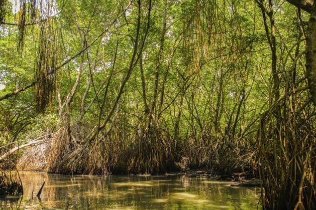 Mangroven Habitat, geteilte Ansicht über und unter der Wasseroberfläche, Laub mit Wurzeln und Fischschwärme unter Wasser in Sri Lanka Mangrove habitat split view over and under water surface, foliage with roots and shoal of fish underwater in Sri Lanka Copyright: imageBROKER ELENxMARLEN ibxiqx17001636.jpg