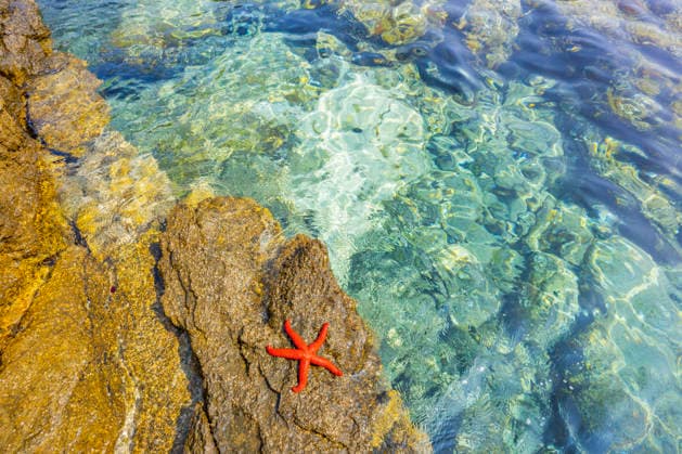 Purpurstern, Purpurseestern, Roter Seestern, Blutstern, Roter Mittelmeerseestern (Echinaster sepositus), roter Seestern liegt auf einem Felsen in der Bucht von Ustrine, Kroatien, Cres, Ustrine red Mediterranean sea star (Echinaster sepositus), lying on a rock by the sea, Croatia, Cres, Ustrine BLWS745353 *** Purple star, Purple starfish, Red Starfish, Bloodstar, Red Mediterranean starfish Echinaster sepositus , Red Starfish is at a Rocks in the Bay from Ustrine, Croatia, Cres, Ustrine Red Mediterranean Sea Star Echinaster sepositus , Lying ON a Rock by The sea, Croatia, Cres, Ustrine BLWS745353 Copyright: xblickwinkel D.xu.xM.xSheldonx