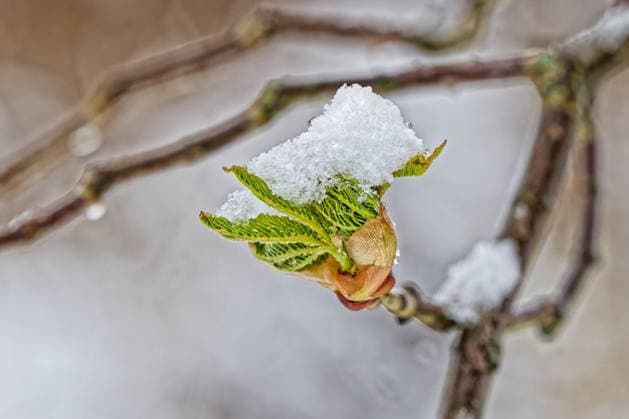 Winter-Rückkehr im bayerischen Voralpenland. Die frischen Knospen der Kastanie werden von einer Schneeschicht eingehüllt. Siegsdorf Chiemgau Bayern Deutschland *** Winter returns to the foothills of the Bavarian Alps The fresh buds of the chestnut tree are covered in a layer of snow Siegsdorf Chiemgau Bavaria Germany Copyright: xRolfxPossx