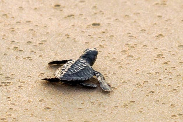 March 31, 2026, Aceh Besar, Aceh, Indonesia: Olive Ridley turtle (Lepidochelys olivacea) hatchlings are seen struggling towards the sea shortly after being released into the wild at Lampuuk Beach, Aceh Besar, Aceh Province, Indonesia, on Tuesday. The Babah Dua Turtle Conservation Institute released 64 hatchlings as part of an effort to protect the habitat of turtles threatened by extinction due to poaching. Aceh Besar Indonesia - ZUMAi115 20260331_zip_i115_012 Copyright: xMuhammadxIqbalx