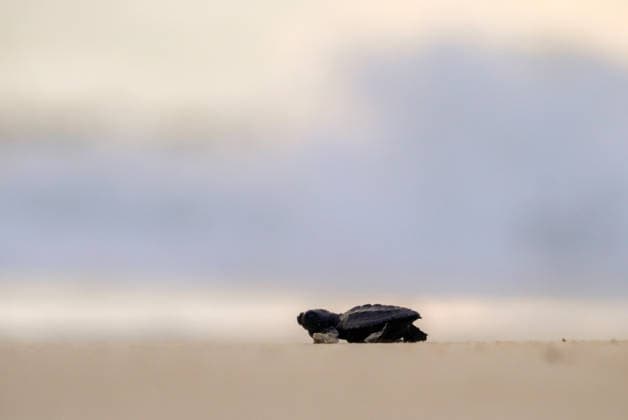 March 31, 2026, Aceh Besar, Aceh, Indonesia: Olive Ridley turtle (Lepidochelys olivacea) hatchlings are seen struggling towards the sea shortly after being released into the wild at Lampuuk Beach, Aceh Besar, Aceh Province, Indonesia, on Tuesday. The Babah Dua Turtle Conservation Institute released 64 hatchlings as part of an effort to protect the habitat of turtles threatened by extinction due to poaching. Aceh Besar Indonesia - ZUMAi115 20260331_zip_i115_025 Copyright: xMuhammadxIqbalx
