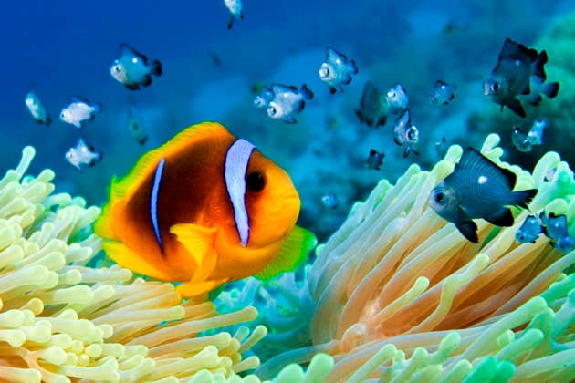 Underwater 519290 18.11.2009 Orange Clownfish (Amphiprion percula) (center) and Threespot dascyllus (Dascyllus trimaculatus) (back). Sea anemones (Actiniaria), class Anthozoa. Anton Denisov Sputnik Sharme esh-Sheikh Egypt  Copyright: xAntonxDenisovx