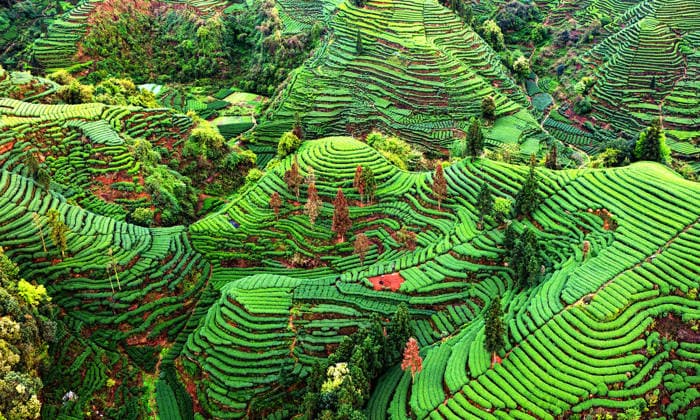Creative Highlights World YA AN, CHINA - MARCH 31: Aerial view of a tea garden in spring on March 31, 2026 in Ya an, Sichuan Province of China. From an aerial perspective, the tea garden in Hongxing Town of Ya an City, resembles fingerprints of the Earth.  Copyright: xChinaxNewsxServicex 111631885954
