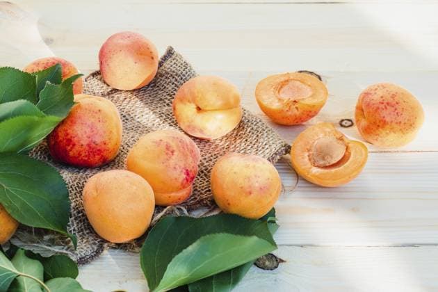 Frische Aprikosen, die direkt vom Baum im Garten gepflückt werden, auf einen Holztisch gestellt Fresh apricots picked straight from tree in the garden put on wooden table Copyright: imageBROKER PrzemekxKlos ibxiqx16931025.jpg ,model released, Symbolfoto ,property released