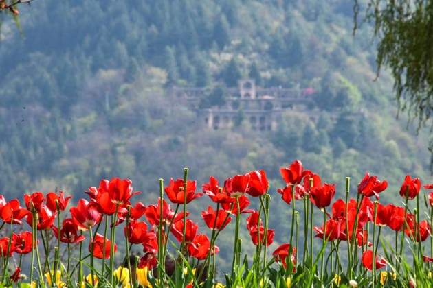 Asia s largest tulip garden in Kashmir, India - 01 Apr 2026 Tulips are seen in full bloom as Pari-Mahal (The Palace of Fairies) garden is seen on top of the hill in the backdrop at the Asia s largest tulip garden during a spring season in Srinagar. A total of 1.8 million tulip bulbs, along with 26.85 United States Dollar one lakh spring flowers such as daffodils, hyacinths and roses, are attracting visitors this year. The Tulip Garden in Srinagar’s summer capital earned a place in the World Book of Records as Asia’s largest in 2023. Srinagar India Copyright: xSaqibxMajeedx xSOPAxImagesx M_SAQIB_010426 (28)