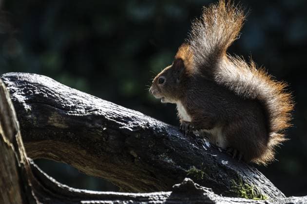Eichhörnchen (Sciurus vulgaris), Emsland, Niedersachsen, Deutschland Squirrel (Sciurus vulgaris), Emsland, Lower Saxony, Germany Copyright: imageBROKER ErhardxNerger ibxenh17193914.jpg