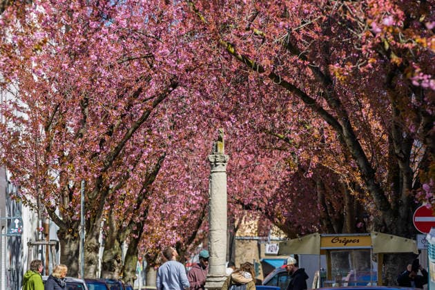 Kirschblüten in der Bonner Altstadt 01.04.2026. Skulpturen, wie die Jupitersäule prägen den Charakter dieser Straße - Die weltberühmte Kirschblütenpracht im Herzen der Altstadt von Bonn nähert dich ihrem Höhepunkt. Vereinzelte Blüten zeigen sich bereits in voller Pracht an den Kirschbäumen in der Heerstraße, im Herzen der Bonner Altstadt. Der daraus entstehende Kirschblütentunnel wird in den nächsten zwei Wochen tausende Besucher aus aller Welt anziehen. Bonn Altstadt NRW Deutschland *** Cherry blossoms in Bonns Old Town 01 04 2026 Sculptures, such as the Jupiter Column, shape the character of this street The world-famous cherry blossom display in the heart of Bonns Old Town is approaching its peak Isolated blossoms are already Copyright: xMarcxJohnx