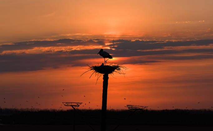 (260402) -- BEIJING, April 2, 2026 -- An aerial drone photo taken on April 1, 2026 shows an oriental white stork resting in a nest in Zhaodong, northeast China s Heilongjiang Province. (Photo by Xinhua) XINHUA PHOTOS OF THE DAY LiuxDapeng 
