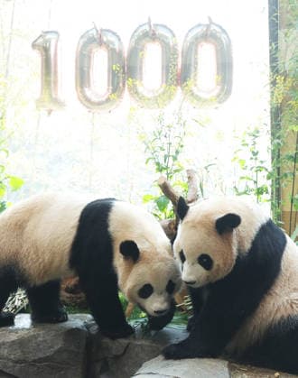 S. Korea-born twin giant pandas S. Korea-born twin giant pandas Twin female giant panda cubs -- Rui Bao and Hui Bao -- play at the Everland amusement park in Yongin, south of Seoul, on April 2, 2026, the 1,000th day since their birth in 2023. (Yonhap) 2026-04-02 11:56:31 < 1980-2026 YONHAPNEWS AGENCY. .> ¿ëÀÎ½Ã °æ±âµµ EDITORIAL USE ONLY  Copyright: xx PYH2026040209200031500 YonhapxNewsx yonphotos251023
