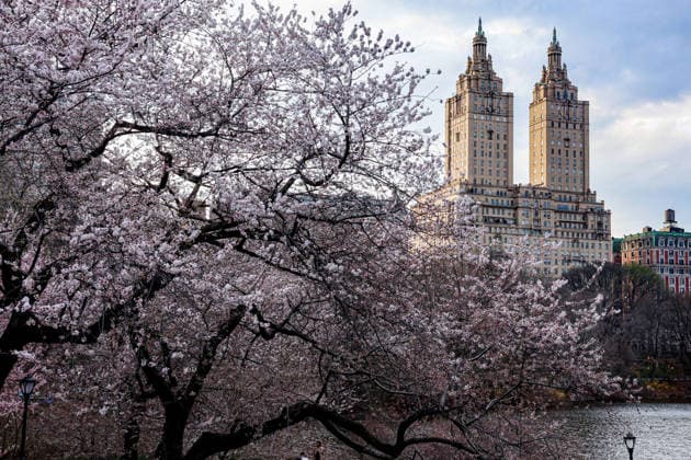 April 1, 2026, New York, New York, USA: Cherry blossoms bloom in Central Park beneath the San Remo, marking the first signs of spring and the approach of Easter. New York USA - ZUMAo116 20260401_znp_o116_081 Copyright: xBiancaxOterox