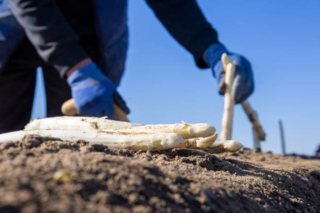 Spargelernte 2026 im Rhein-Pfalz-Kreis *** Asparagus harvest 2026 in the Rhein Pfalz district Copyright: xUdoxHerrmannx
