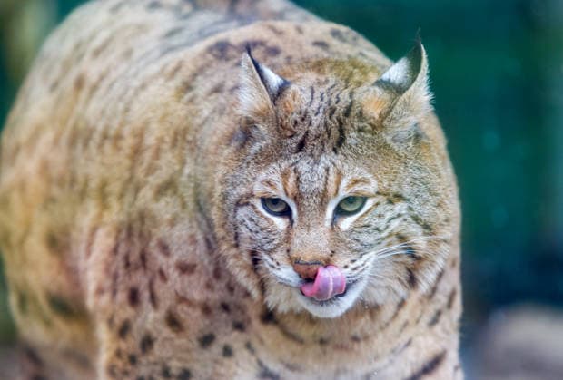 Lynx Stepan lives in an enclosure at the Kyiv Zoo, Kyiv, Ukraine, April 2, 2026. The feline became a social media star because of his appearance. Experts explain that the eight-year-old predator, rescued in 2024, spent most of his life in cages in restaurants, cafes, and private homes. This is likely the reason for his excess weight, which is difficult to reduce due to the animal’s health and age. His condition is now constantly monitored by zoo employees and veterinarians, who provide individual care. (Photo by Kyrylo Chubotin Ukrinform) Lynx Stepan at Kyiv Zoo  Copyright: xKirillxChubotinx