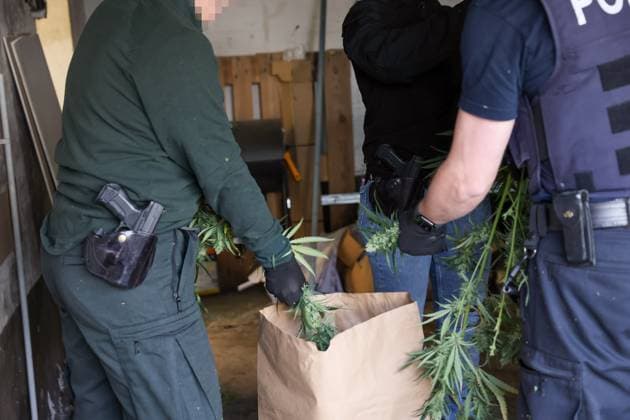 Große illegale Cannabisplantage nach Stromdiebstahl entdeckt Am Mittwochnachmittag (01.04.2026, gegen 16:45 Uhr), entdeckte die Polizei eine große illegale Cannabisplantage in einer ehemaligen Gaststätte an der Möwenstraße. Bereits seit einiger Zeit stand das Ecklokal bereits leer. Am Mittwoch meldeten Arbeiter der WSW der Polizei, dass an einem Hauptstromkabel unter dem Gehweg illegal eine Verkabelung angebracht wurde, welche in ein Wohn- und Geschäftshaus führt. Bei Betreten des Hausflurs nahmen die Beamten intensiven Cannabisgeruch aus der leerstehenden Gaststätte wahr. Auf Antrag der Staatsanwaltschaft wurde sodann ein Durchsuchungsbeschluss durch den zuständigen Richter erlassen. In drei Räumen fanden die Einsatzkräfte