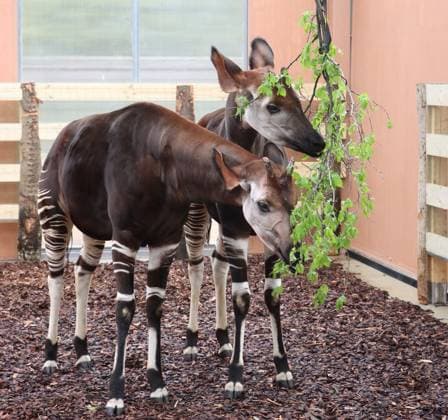 Two Male Okapis Arrive In Valbrembo - Italy Valbrembo, Le Cornelle Wildlife Park in Valbrembo is home to one of the planet s most endangered species: two male okapis, Okapia johnstoni, have arrived at the park. This is a private photo posted on social media or broadcast media, provided by this Agency. The Agency claims no ownership, including but not limited to copyright or licensing, in the attached material. Fees charged by this Agency are for the Agency s services only and do not convey, nor are they intended to convey to you, any ownership, copyright, or licensing rights in the material. By posting this material, you expressly agree to indemnify and hold the Agency and its directors, shareholders, and employees harmless from any loss, c  Copyright: xFotogramma IPA ABACAx