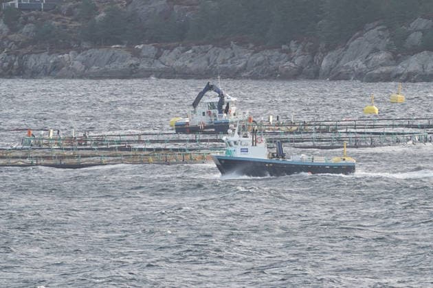 Lachszucht im Bergen-Fjord - Bergen 02.04.2026: AIDAperla in Bergen, Norwegen *** Salmon farming in Bergen Fjord Bergen 02 04 2026 AIDAperla in Bergen, Norway