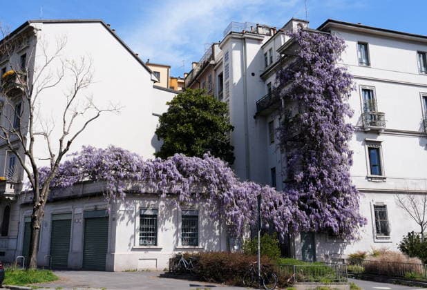 Wisteria Plants in Bloom - Milan Milan, Wisteria plants in bloom on Via Pallavicino, corner of Mario Pagano. Milan, Italy on April 2, 2026. Photo by Duilio Piaggesi IPA ABACAPRESS.COM Milan Italy  Copyright: xIPA ABACAx