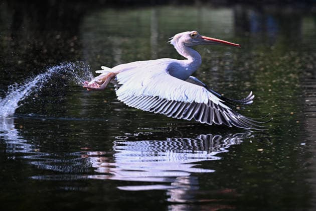 Birds at London s St. James Park LONDON, UNITED KINGDOM - APRIL 02: A bird flies over the pond at St. James Park in London, United Kingdom on April 02, 2026. Rasid Necati Aslim Anadolu London United Kingdom. Editorial use only. Please get in touch for any other usage.  Copyright: x2026xAnadoluxRasidxNecatixAslimx