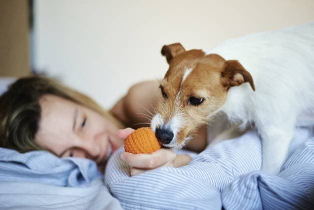 Frau liegt im Bett und spielt mit ihrem Hund, Faules Wochenende, Entspannung am Morgen Woman lying in bed and playing with her dog, Lazy weekend, Morning relax Copyright: imageBROKER AliaksandrxBarysenka ibliqx17174107.jpg ,model released, Symbolfoto ,property released