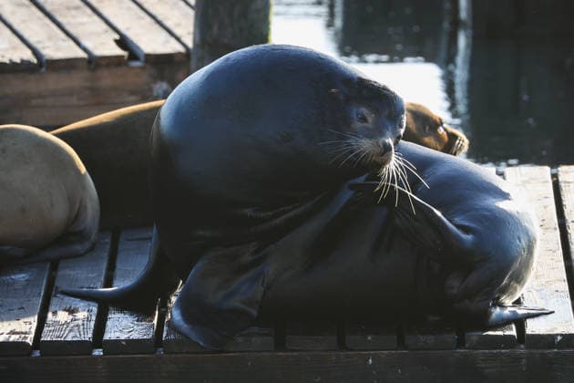 Sea Lions in San Francisco s Fisherman s Wharf SAN FRANCISCO, CA - APRIL 2: A Sea Lion is seen at Pier 39 of Fisherman s Wharf in San Francisco, California, United States on April 2, 2026. The sea lions camped out in PIER 39’s West Marina have been endearingly coined The PIER’s Sea Lebrities. The boisterous pinnipeds started arriving in droves in January 1990, shortly after the 1989 Loma Prieta earthquake. Tayfun Coskun Anadolu California United States. Editorial use only. Please get in touch for any other usage.  Copyright: x2026xAnadoluxTayfunxCoskunx