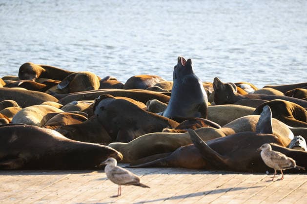 Sea Lions in San Francisco s Fisherman s Wharf SAN FRANCISCO, CA - APRIL 2: A view of Sea Lions at Pier 39 of Fisherman s Wharf in San Francisco, California, United States on April 2, 2026. The sea lions camped out in PIER 39’s West Marina have been endearingly coined The PIER’s Sea Lebrities. The boisterous pinnipeds started arriving in droves in January 1990, shortly after the 1989 Loma Prieta earthquake. Tayfun Coskun Anadolu California United States. Editorial use only. Please get in touch for any other usage.  Copyright: x2026xAnadoluxTayfunxCoskunx
