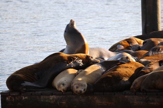 Sea Lions in San Francisco s Fisherman s Wharf SAN FRANCISCO, CA - APRIL 2: A view of Sea Lions at Pier 39 of Fisherman s Wharf in San Francisco, California, United States on April 2, 2026. The sea lions camped out in PIER 39’s West Marina have been endearingly coined The PIER’s Sea Lebrities. The boisterous pinnipeds started arriving in droves in January 1990, shortly after the 1989 Loma Prieta earthquake. Tayfun Coskun Anadolu California United States. Editorial use only. Please get in touch for any other usage.  Copyright: x2026xAnadoluxTayfunxCoskunx