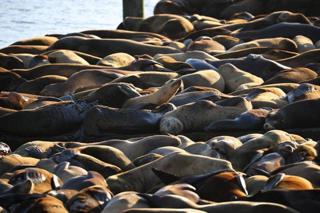Sea Lions in San Francisco s Fisherman s Wharf SAN FRANCISCO, CA - APRIL 2: A view of Sea Lions at Pier 39 of Fisherman s Wharf in San Francisco, California, United States on April 2, 2026. The sea lions camped out in PIER 39’s West Marina have been endearingly coined The PIER’s Sea Lebrities. The boisterous pinnipeds started arriving in droves in January 1990, shortly after the 1989 Loma Prieta earthquake. Tayfun Coskun Anadolu California United States. Editorial use only. Please get in touch for any other usage.  Copyright: x2026xAnadoluxTayfunxCoskunx